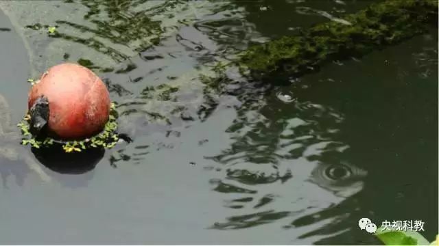 央視聚焦<a href=http://www.v99sp.com target=_blank class=infotextkey>雙良</a><a href=http://www.v99sp.com target=_blank class=infotextkey>新型光催化</a>“走進(jìn)科學(xué)”