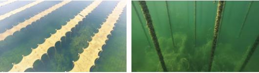 <a href=http://www.v99sp.com target=_blank class=infotextkey>雙良</a><a href=http://www.v99sp.com target=_blank class=infotextkey>新型光催化</a>技術(shù)市場(chǎng)應(yīng)用推廣交流會(huì)在上海順利召開(kāi)！