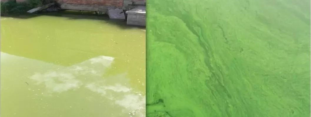 22.4億！江蘇泰州市海陵區(qū)城市生態(tài)水環(huán)境治理PPP項目招標