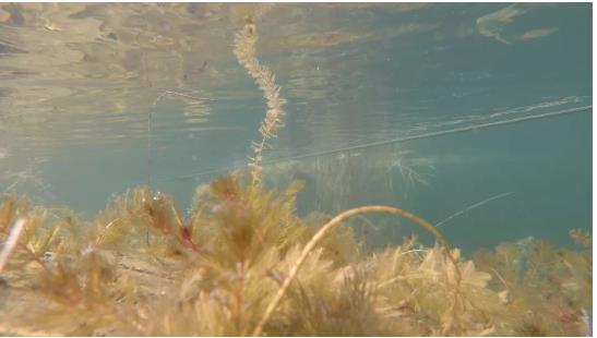 改善水環(huán)境修復(fù)水生態(tài)是我們的使命！