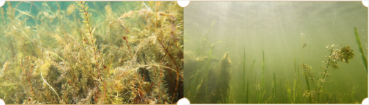 人工湖水生態(tài)系統(tǒng)的構(gòu)建方法(二)