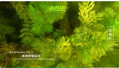 保護(hù)生物多樣性<a href=http://www.v99sp.com target=_blank class=infotextkey><a href=http://www.v99sp.com target=_blank class=infotextkey>雙良</a>環(huán)境</a>在行動(dòng)！