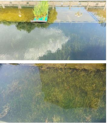 加快推進(jìn)水環(huán)境治理領(lǐng)域減碳、替碳、固碳