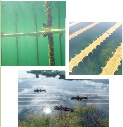 河湖生態(tài)修復(fù)中常利用生態(tài)浮島技術(shù)實(shí)現(xiàn)凈化水質(zhì)營(yíng)造景觀甚至收獲經(jīng)濟(jì)作物的效果。