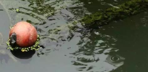 湖泊環(huán)境治理達至人水和諧的技術(shù)思路