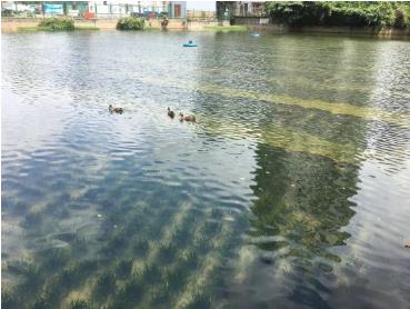 新聞轉(zhuǎn)載｜云南高原湖泊治理和保護(hù)還存在哪些問(wèn)題？