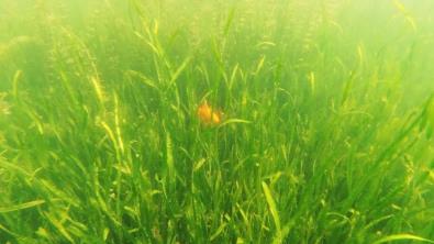 新聞轉(zhuǎn)載｜總投資6112萬！普寧流沙這段河道將實施水生態(tài)環(huán)境修復(fù)！