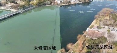 媒體聚焦｜修復水生態(tài)，波葉海菜花現身南京江寧